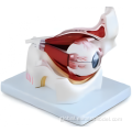 Human Medical Anatomy Enlarged Skin Model Enlarged Eye within the Orbit Model Manufactory